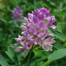 Люцерна 0,25кг